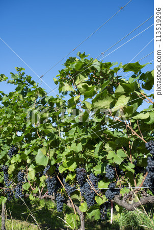 Hokkaido vineyards 113519296
