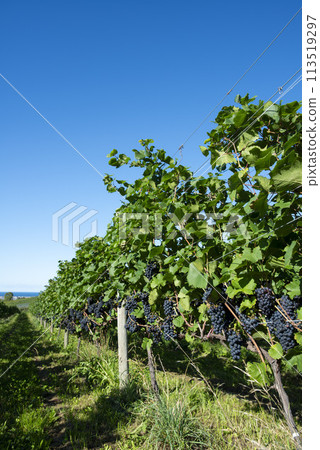 北海道的葡萄園 113519297