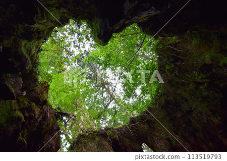 Window of Love in the Forest, Wilson Stump Window of Love in the Forest, Wilson Stump 113519793