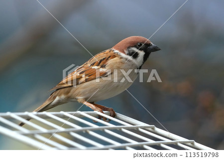 Sparrow 113519798