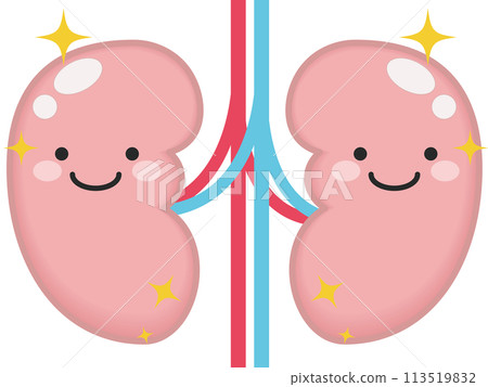 健康的腎臟和腎臟特徵 113519832