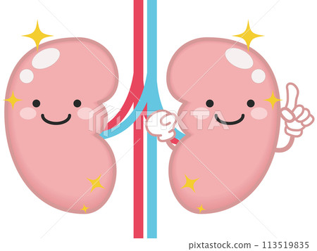 Healthy kidneys and kidney characters 113519835