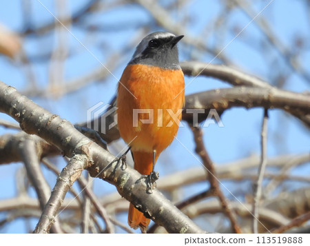 A cute and beautiful Daurian Redstart that came out of nowhere and stopped in front of me A cute and beautiful Daurian Redstart that came out of nowhere and stopped in front of me 113519888