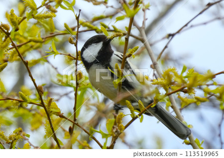 大山雀 大山雀 113519965
