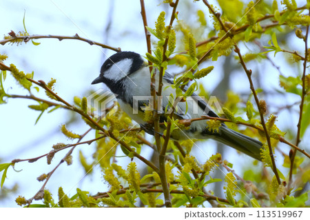 大山雀 113519967