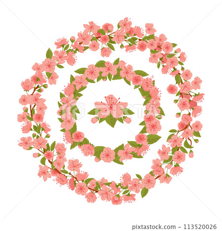 Japanese blooming sakura frames. Spring cherry pink flowers frame, sakura blossom branch round wreaths flat vector illustration. Cherry blossom borders 113520026