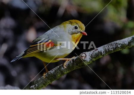 可愛又美麗的紅嘴豹,它從哪裡冒出來就停在我的面前 可愛又美麗的紅嘴豹,它從哪裡冒出來就停在我的面前 113520034