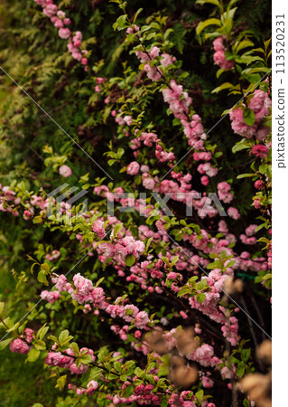 A branch of cherry blossoms in the park. Spring trees with pink flowers in park A branch of cherry blossoms in the park. Spring trees with pink flowers in park 113520231