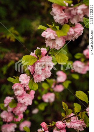 A branch of cherry blossoms in the park. Spring trees with pink flowers in park 113520232