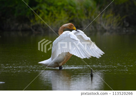 A swan resting its wings on the surface of the water after migration A swan resting its wings on the surface of the water after migration 113520266