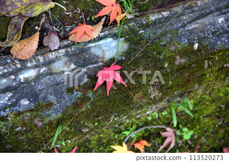 Deepening autumn: Fallen leaves 113520273