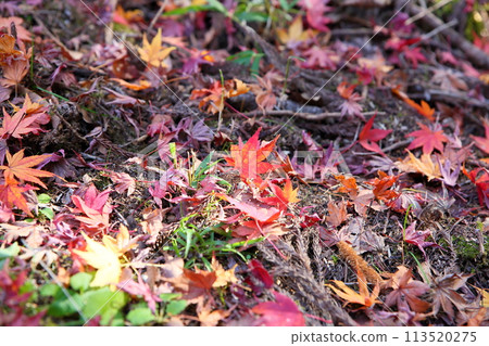 Deepening autumn, shining, fallen leaves Deepening autumn, shining, fallen leaves 113520275