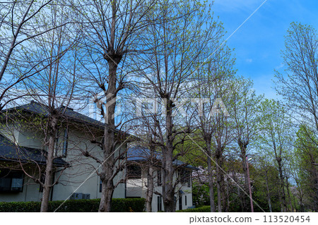 Fresh green season: young leaves of sycamore trees planted along the promenade② 113520454