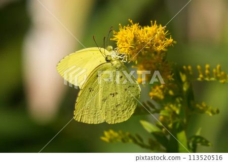 insect perched on flowers 113520516
