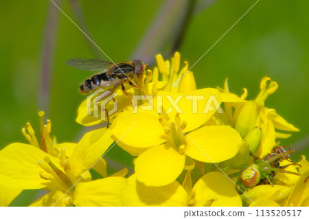 insect perched on flowers insect perched on flowers 113520517