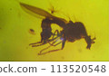Amber with insects 113520548