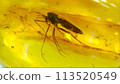 Amber with insects 113520549