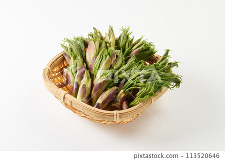 Image of wild vegetable Koshiabura Image of wild vegetable Koshiabura 113520646