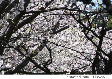 櫻花鎌倉布枝公園 櫻花鎌倉布枝公園 113520720