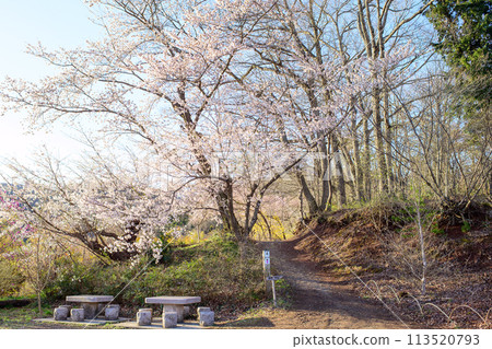 The summit of Hanamiyama Park in the morning surrounded by refreshing cherry blossoms in full bloom, Fukushima Prefecture 113520793