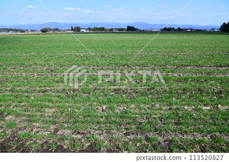 春天的麥田（麻糬公主） 113520827