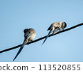 Long-tailed tit perches on a power line 113520855