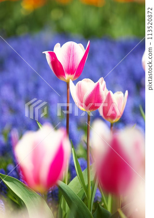 鬱金香田裡盛開的色彩繽紛的鬱金香 113520872