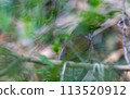 A Japanese bush warbler hiding in the bushes 113520912
