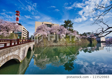 櫻花的風景 113520983