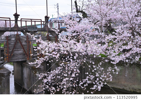 Taya Weir Cherry blossoms in full bloom on the Shingashi River Little Edo Kawagoe 113520995