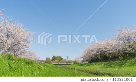 【千葉縣千葉市】溪邊櫻花盛開(曾我池旁) 【千葉縣千葉市】溪邊櫻花盛開(曾我池旁) 113521001