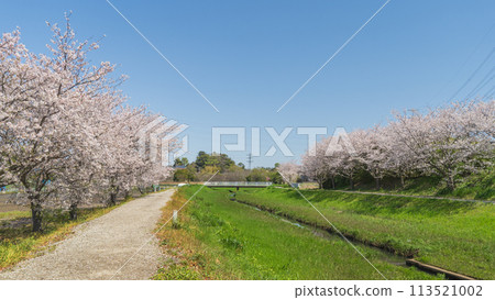 【千葉縣千葉市】溪邊櫻花盛開(曾我池旁) 【千葉縣千葉市】溪邊櫻花盛開(曾我池旁) 113521002