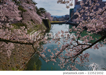 櫻花的風景 櫻花的風景 113521032