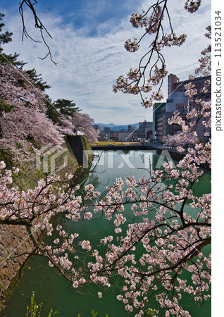 Scenery with cherry blossoms 113521034