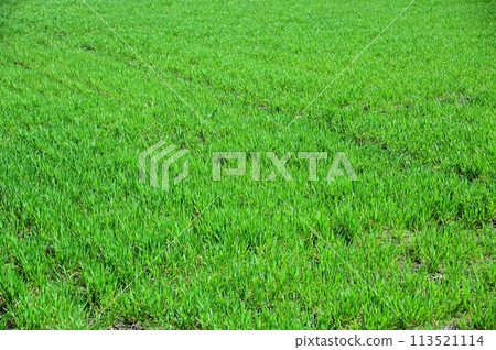 春麥田（幸吉） 113521114