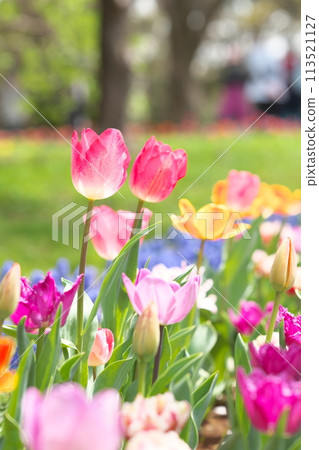 鬱金香田裡盛開的色彩繽紛的鬱金香 113521127