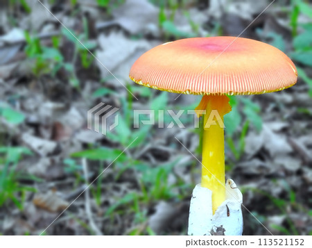 誕生於這個世界的可愛美麗的蘑菇 113521152