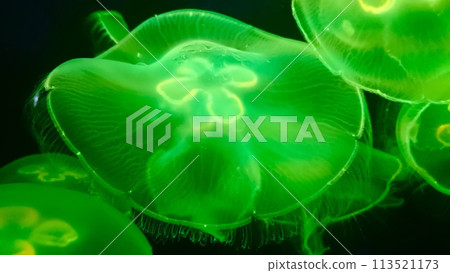 Beautiful jellyfish Beautiful jellyfish 113521173