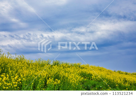 Scenery with cherry blossoms and rape blossoms in full bloom 113521234