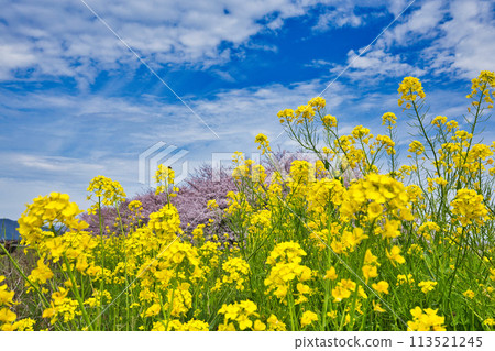 Scenery with cherry blossoms and rape blossoms in full bloom 113521245