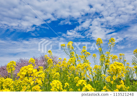 Scenery with cherry blossoms and rape blossoms in full bloom 113521248