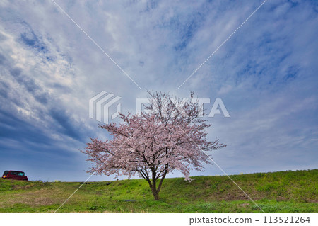 Scenery with cherry blossoms and rape blossoms in full bloom 113521264
