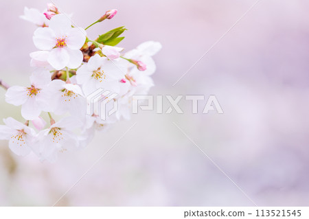 櫻花圖像 櫻花圖像 113521545