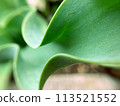 Beautiful wavy tulip leaves 113521552
