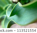 Beautiful wavy tulip leaves 113521554