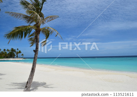 Maldives coconut trees and pure white sand Maldives coconut trees and pure white sand 113521611