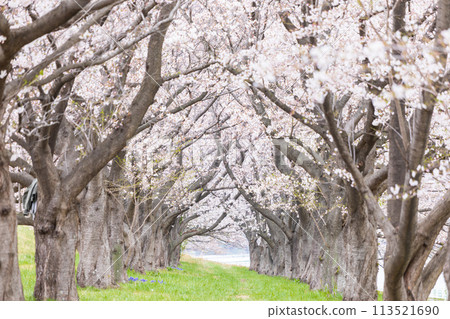 "Saitama Prefecture" Toda Park, cherry blossom trees in full bloom 113521690