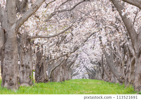 「埼玉縣」戶田公園，櫻花樹盛開 113521691