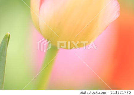 Close-up of red tulips blooming in spring 113521770
