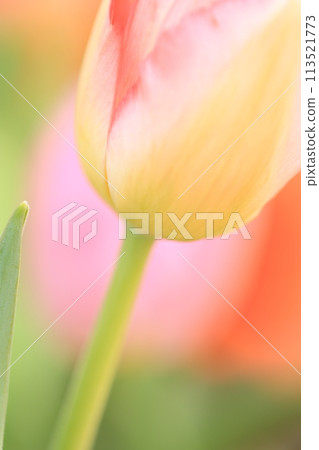 Close-up of red tulips blooming in spring 113521773